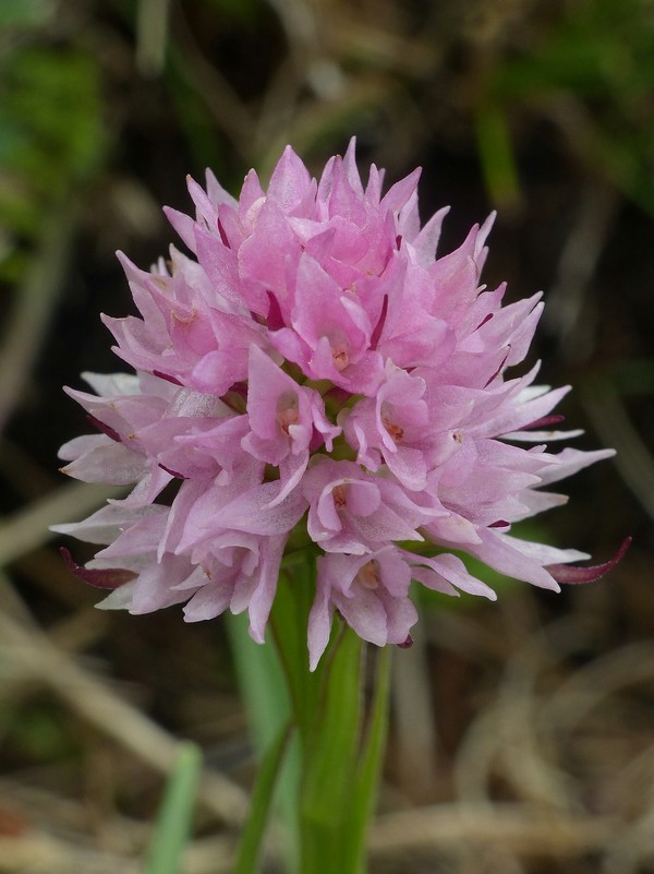 er Terminillo: la Nigritella widderi e altre orchidee sulla montagna di Roma.